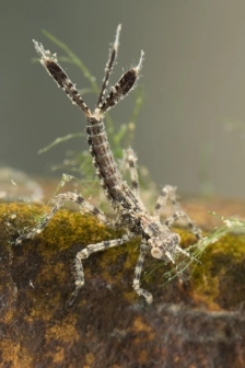 White legged damselfly nymph White legged damselfly nymph