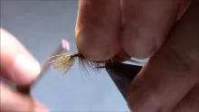 Video thumb for Cock Robin Dabbler Variant