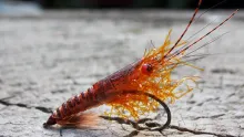 Video thumb for Easy realistic orange shrimp
