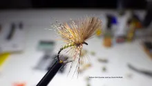 Video thumb for Yellow Owl Grunter
