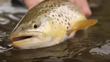 Video thumb for My Sea Run Brown Fall