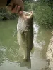 User submitted picture: Texas bass