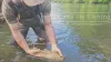 Video thumb for Trout and Bass Can't Resist These 17-Year Cicadas