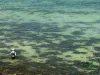 Computer screen wallpaper: Sea trout fishing