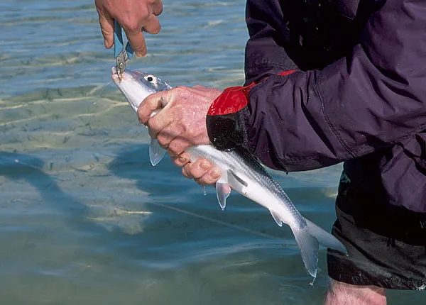 Not pretty - Not all fish pictures are pretty. In this one we have all things working against a good image: the fish is in a bad angle, it's getting squeezed, there are shadows over the fish and in the background and even though it's a nice bonefish, the image is not a keeper.
