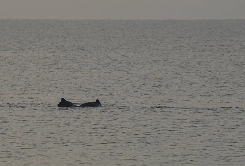Porpoises - This is as much as you get to see of them