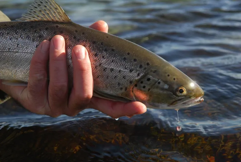 A nice sea trout - On the way back into its right element