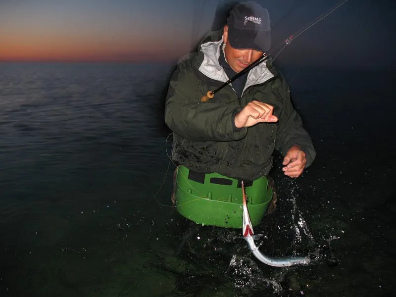 Night garfish - The garfish were biting all night and through the morning