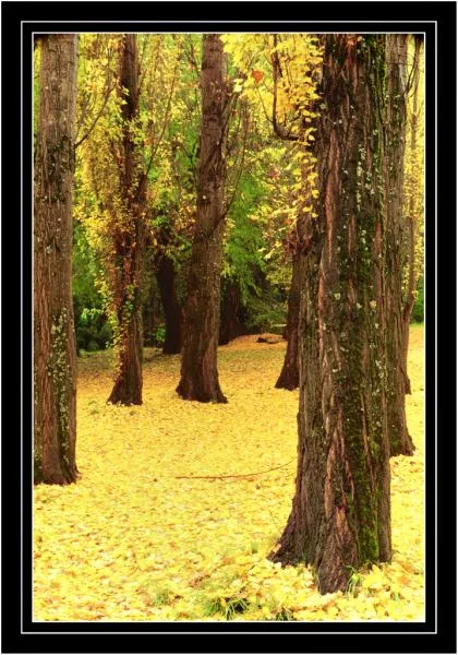 User submitted picture: Autum,San MartÃndelos, An...